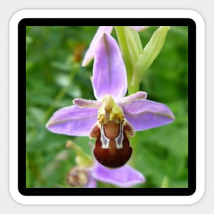 Bee Orchid Sticker